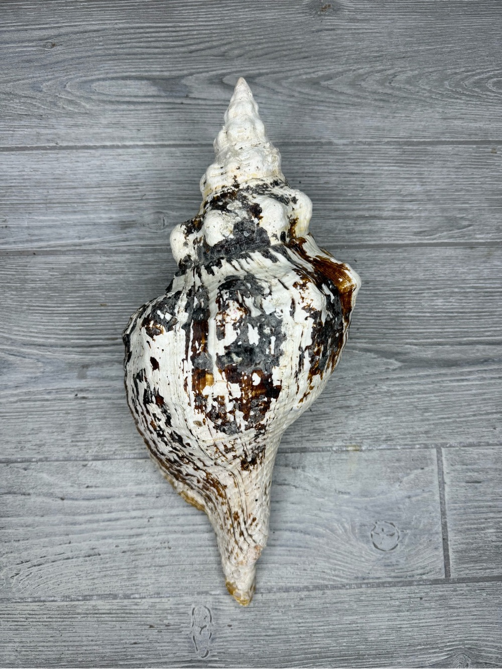 Vintage Florida Horse Conch Seashell Nautical table decoration beach sea shell
